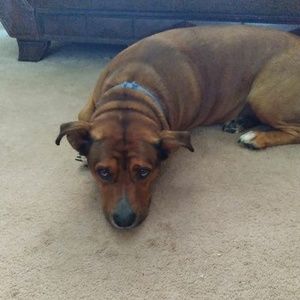 Meet your Posher, Sunny